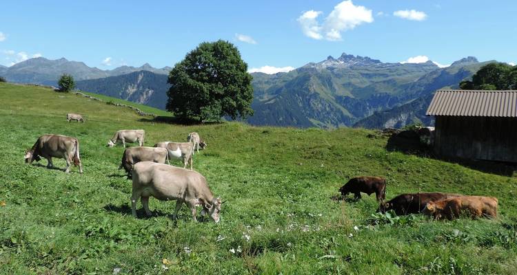 Des vaches qui broutent dans un pré vert avec des montagnes en arrière-plan.