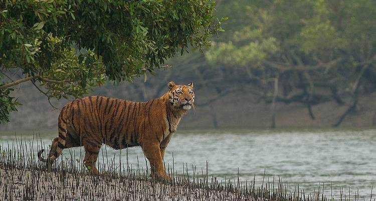 Tijger loopt langs het water met dicht bos eromheen.