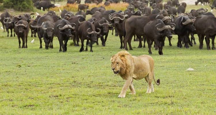 Once in a Lifetime Experience 2019 - Virunga Programs