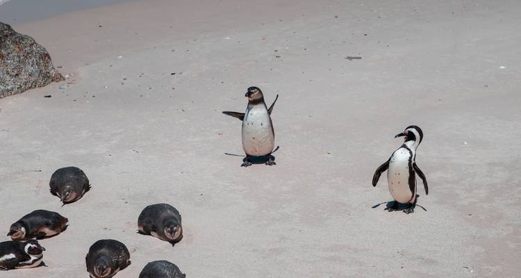 Pingüinos en una playa arenosa.
