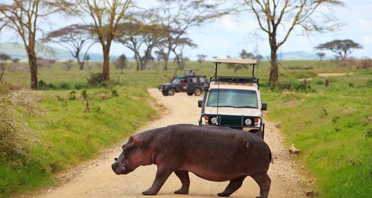 Hippo crossing a dirt road in a national park setting.
