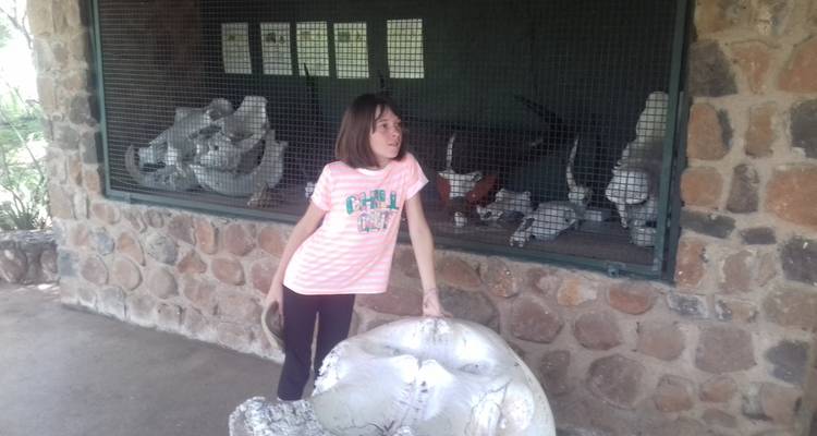 Junges Mädchen, das neben einer Ausstellung von Tierschädeln in einem Gehege steht.