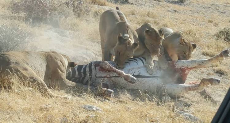Gruppe von Löwen, die sich in der Wildnis von einem Zebra ernähren.