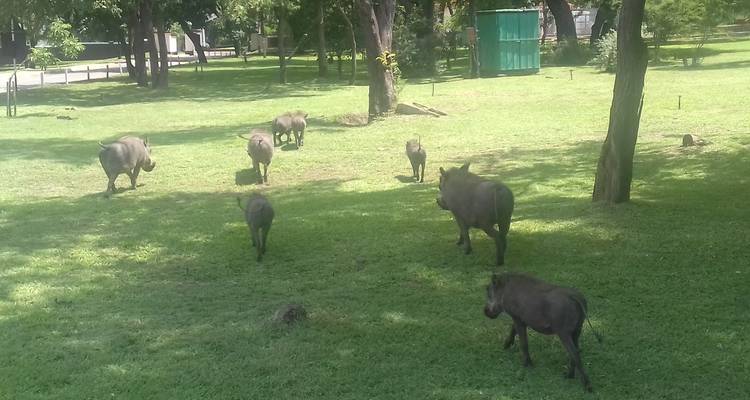 Gnus grasen auf einer grasbewachsenen Wiese unter einem klaren Himmel.