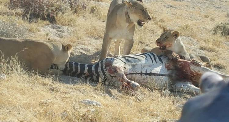 Löwen fressen ein Zebra auf einer Grasfläche.
