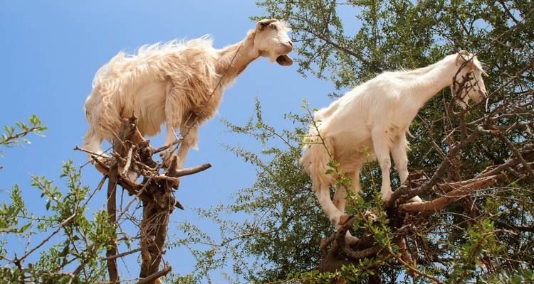 Ziegen sitzen in einem Baum vor einem blauen Himmel.