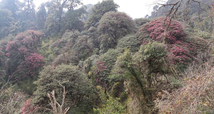 Bos van rododendronbomen met dichte bloei.