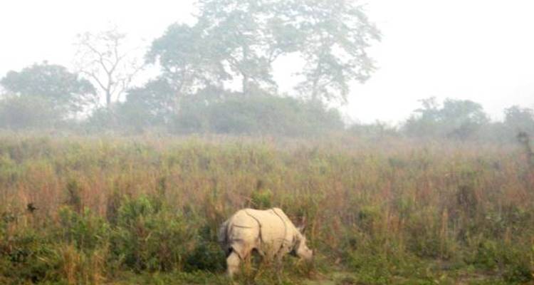 Wildlife Tour Of Assam - My Voyage