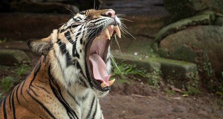 The Jungle Book - K K Holidays N Vacations