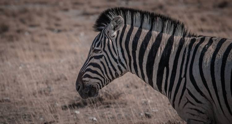 Close-up of a zebra in a grassy field.