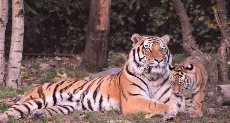 Tigres descansando juntos.