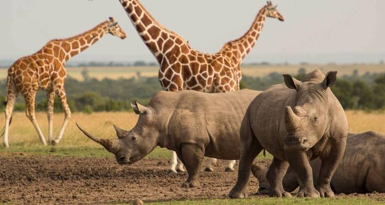 Nashörner und Giraffen in einer Savannenlandschaft.