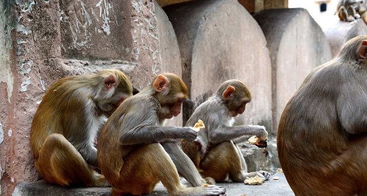 Golden Triangle - 5 Days - MTA Destination Experts
