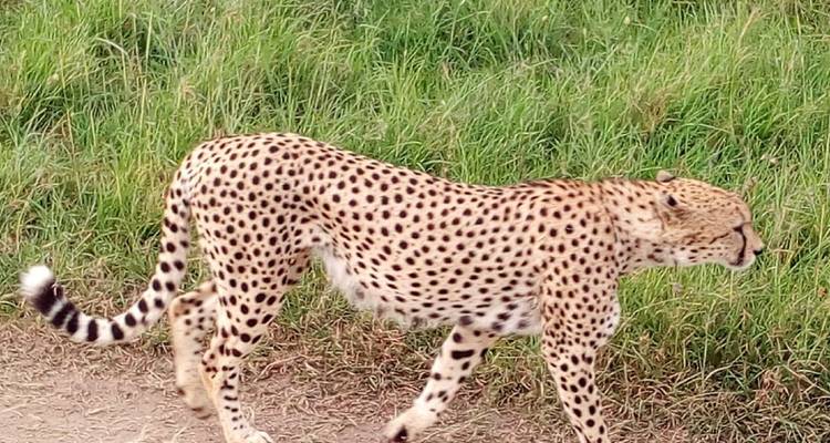 4 Days Lake Manyara, Serengeti and Ngorongoro Group Tour from Arusha - Kenya Bush Expeditions Tours and Travel