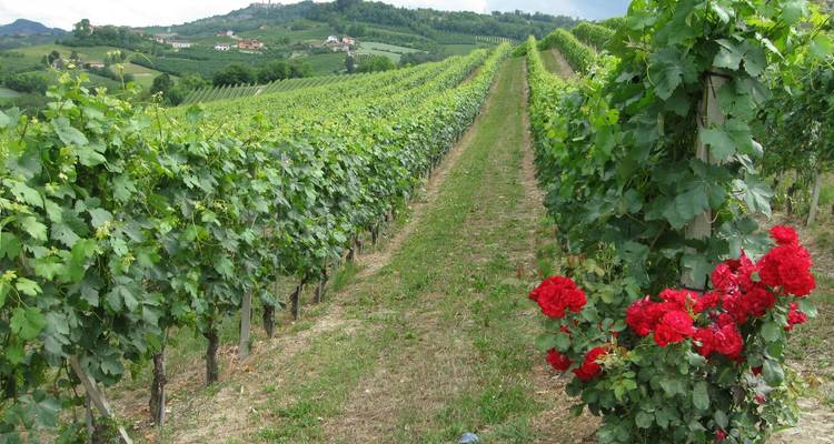 Viñedo con flores rojas en primer plano.