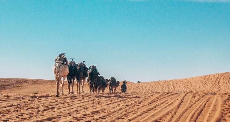 Caravan of camels walking in a desert.