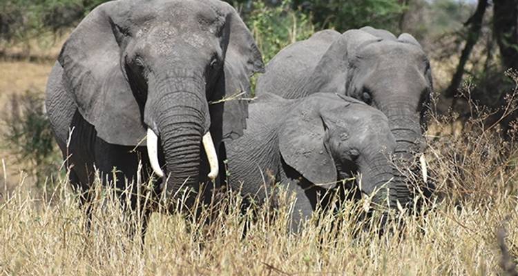 3 Days: Taste of Northern circuit (Tarangire, Lake Manyara & Ngorongoro) - Seven Wonders Safaris