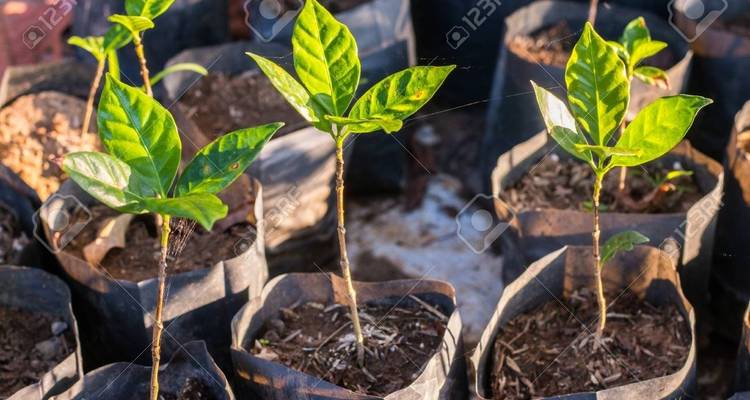 Nahaufnahme von jungen Pflanzen in Töpfen.