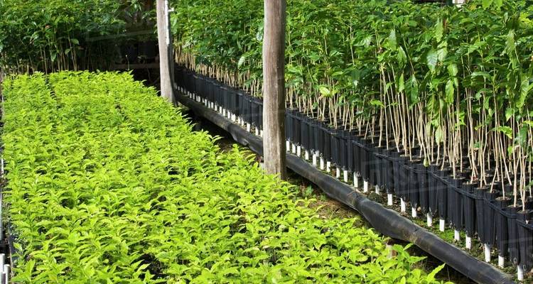 Reihen von Jungpflanzen in einer Gärtnerei.