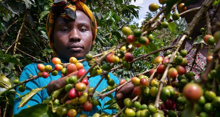 Person, die Kaffeekirschen von einer Kaffeepflanze pflückt.