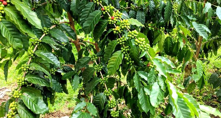 Grüne Kaffeepflanzen mit unreifen Kaffeebeeren.