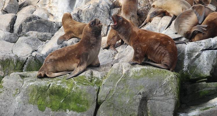 Focas descansando en la costa rocosa.