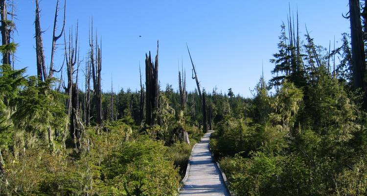 Wooden walkway through a forest under a clear blue sky.