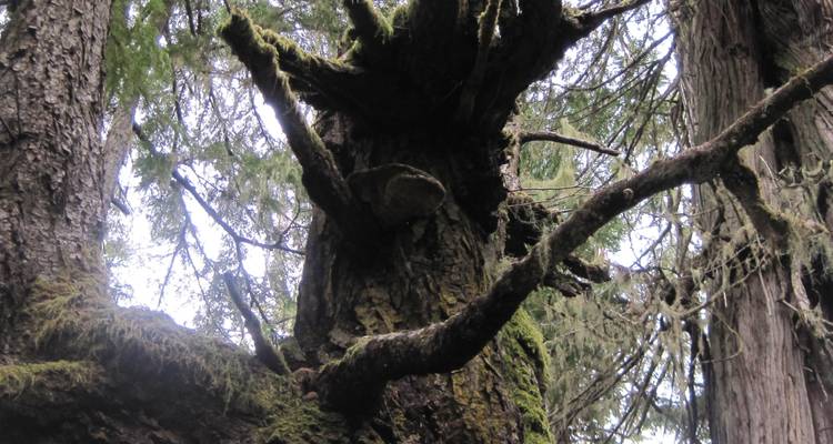 Close-up of a large tree with mossy branches in a dense forest.
