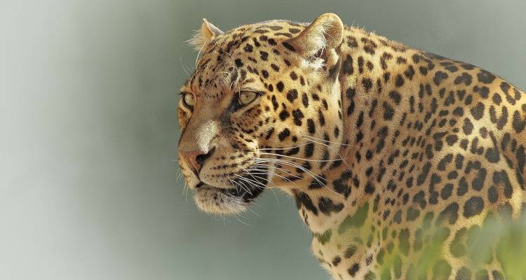 Close-up of a leopard with a detailed focus on its face.
