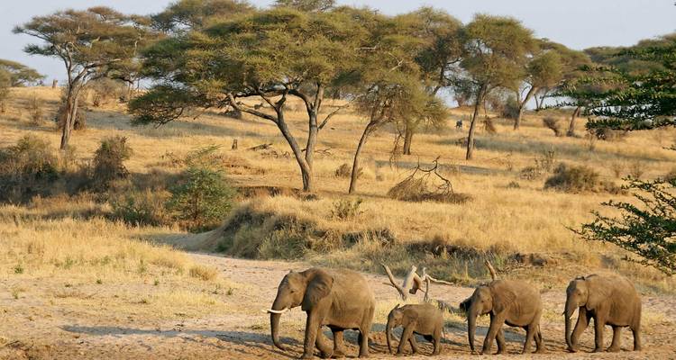 Une famille d'éléphants dans un paysage de savane.
