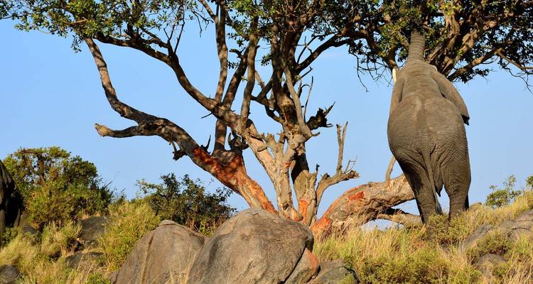 Un éléphant se tenant debout à côté d'un arbre dans la savane.