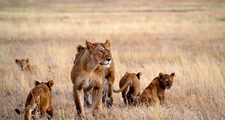 Groupe de lions dans une plaine herbeuse.