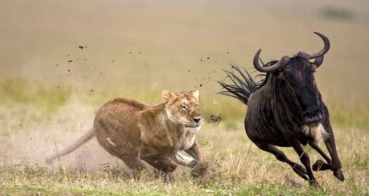 Une lionne poursuivant un gnou dans la savane.
