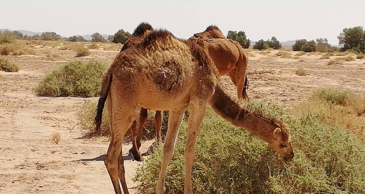 Des chameaux broutant dans un paysage désertique.