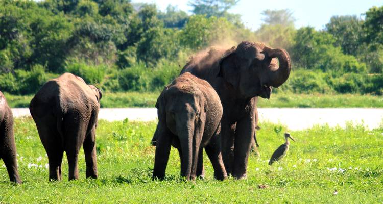 Elefanten in der Nähe eines Sees in natürlicher Umgebung.