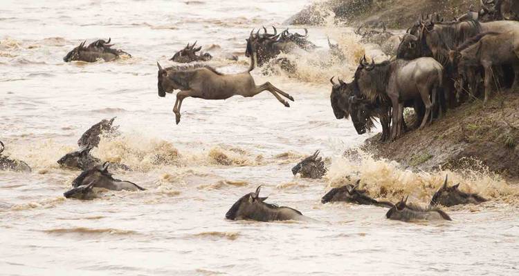 Wildebeests participating in a river crossing migration.