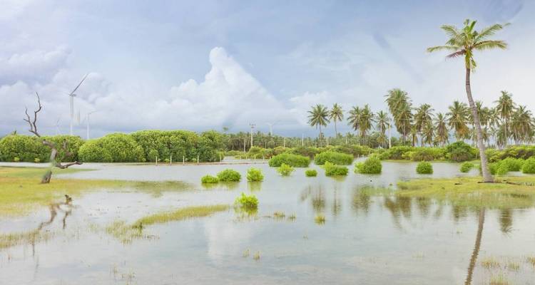 Schilderachtig uitzicht op palmbomen en windturbines bij een reflecterend waterlichaam.