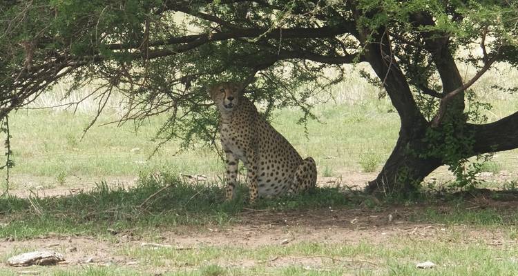 Guepardo sentado bajo un árbol en la sabana.