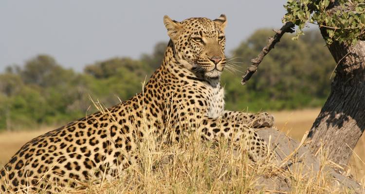 Leopardo descansando en una roca con un árbol.