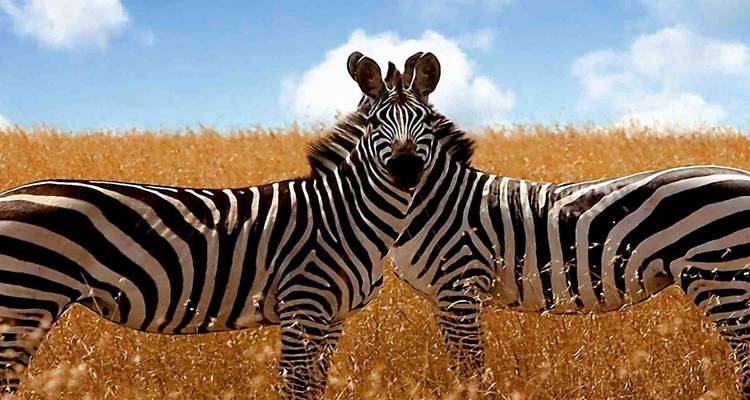 Dos cebras paradas muy cerca en un campo de hierba creando una ilusión óptica.