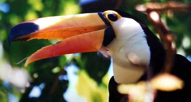 A toucan with a large colorful beak among foliage.