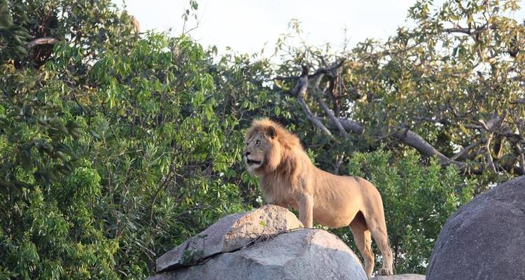 Leeuw die op rotsen staat in een bebost gebied.