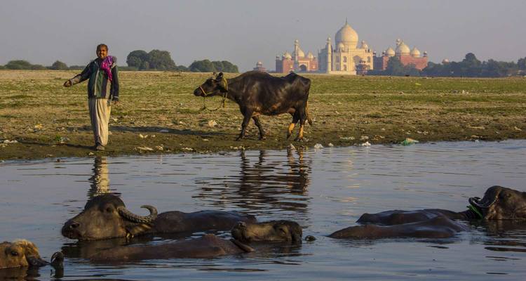 Una persona y una vaca junto al río con el Taj Mahal de fondo.