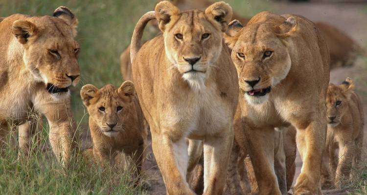 Grupo de leones caminando juntos en una llanura.