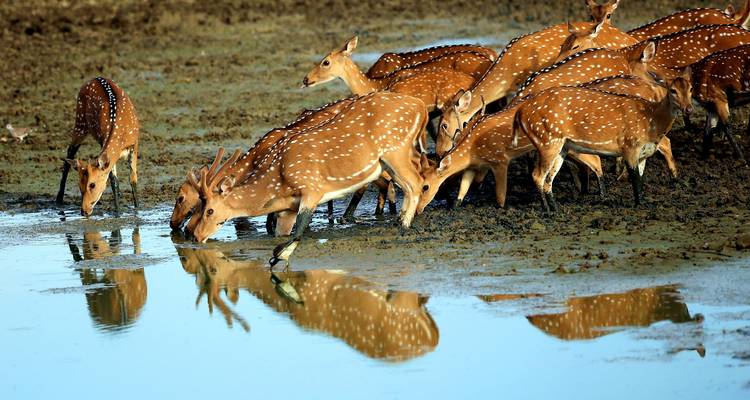 Manada de ciervos bebiendo agua en un lago.