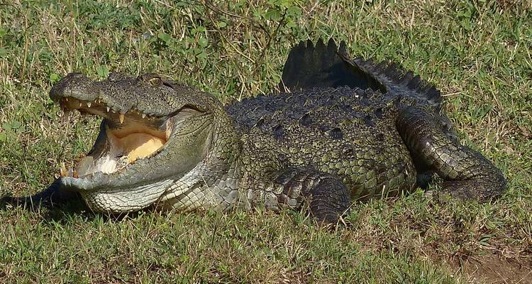 Krokodil auf Grasfeld mit geöffnetem Maul.