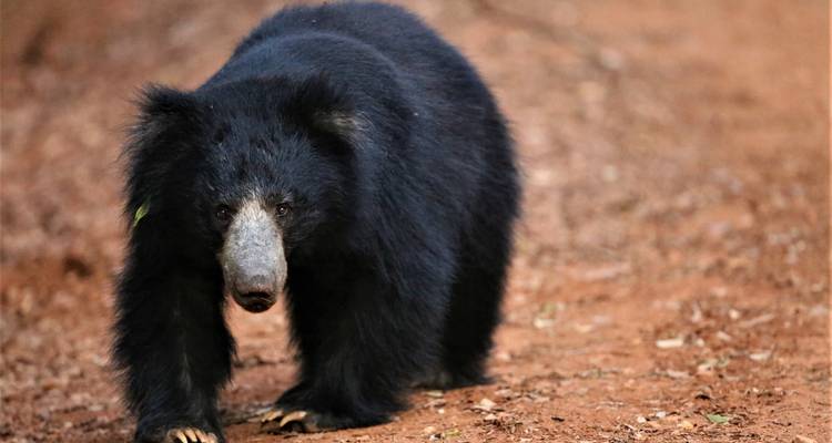 Lippenbär läuft auf einem Feldweg.