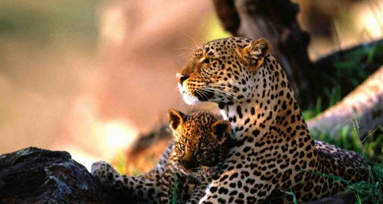 Ein Leopard mit einem Jungtier, das auf einem Felsen sitzt.