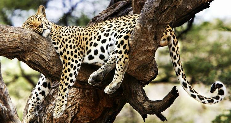 Ein Leopard, der auf einem Ast ruht.