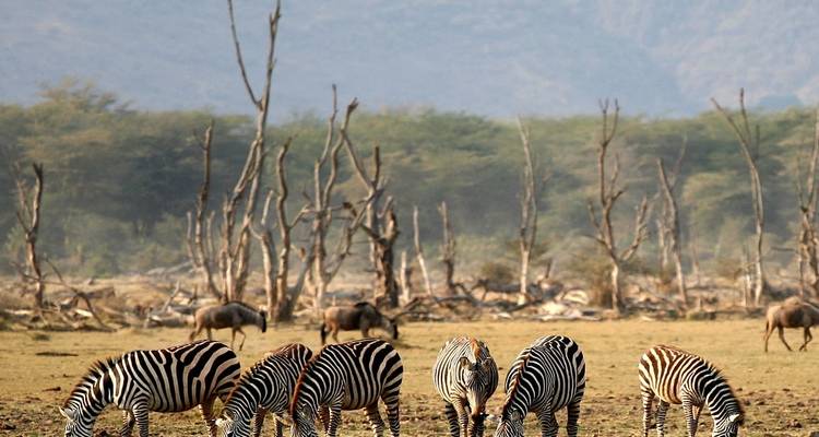 Gruppe von Zebras, die in einem spärlich bewaldeten Gebiet grasen.